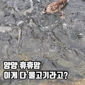강원도 양양 아이와 가볼만한곳 휴휴암｜황어 물고기떼·먹이주기, 바다 풍경까지