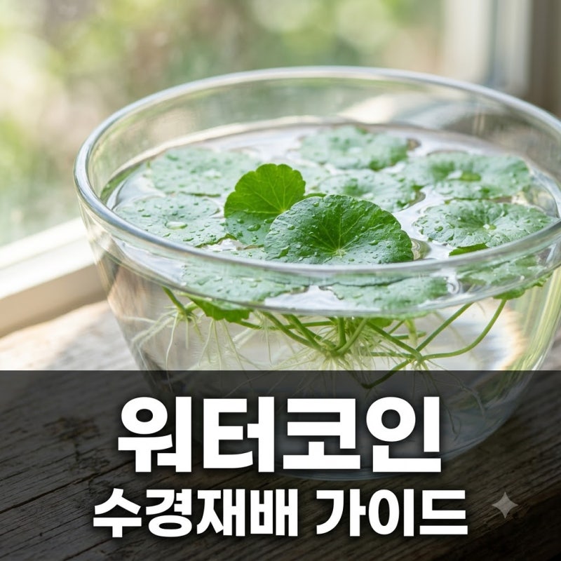 워터코인 수경재배 번식 관리 초보도 성공하는 3가지 핵심 비법!