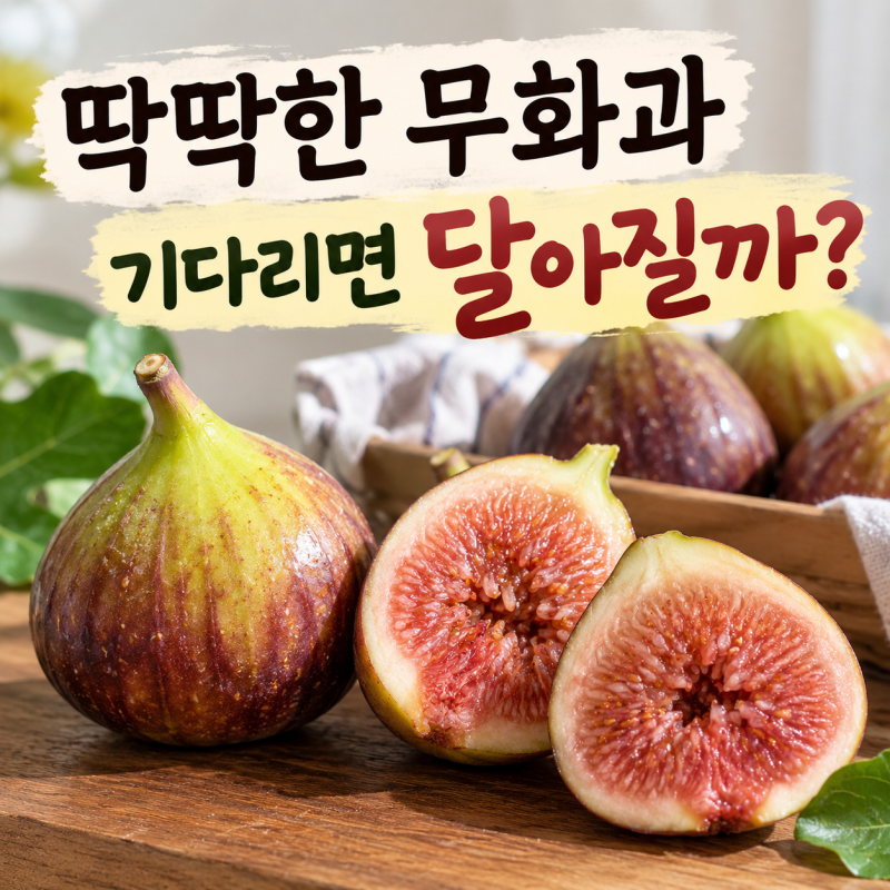 무화과 후숙해야 할까? 딱딱한 무화과 기다리면 달아질까?
