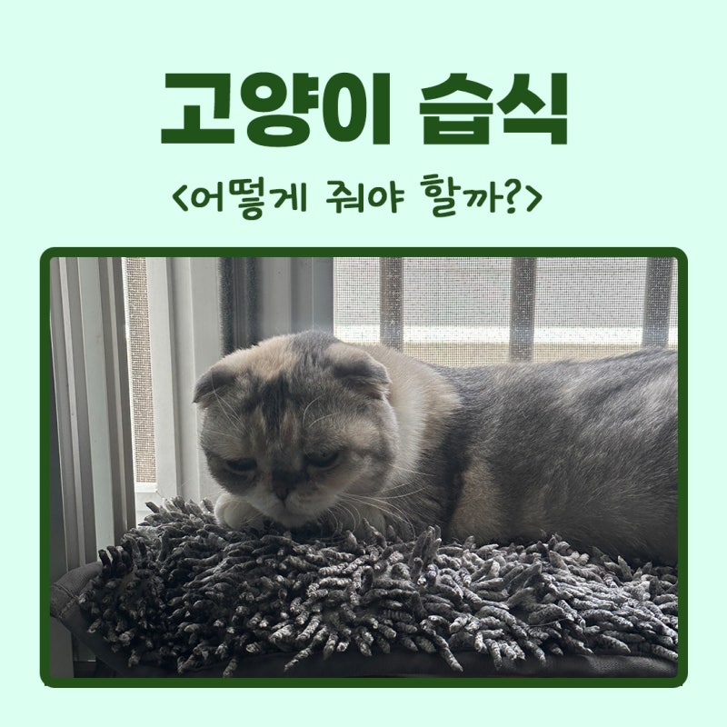 고양이습식 주는방법 어떻게 줘야 할까?
