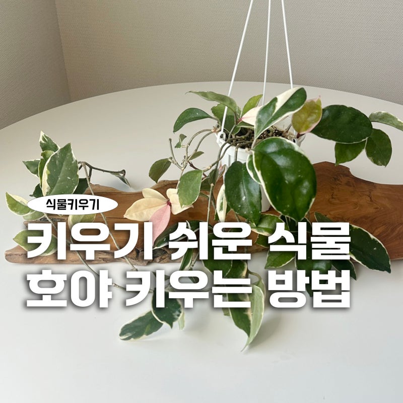 호야 키우기 쉬운 식물 추천 행잉 플랜트 물 주기