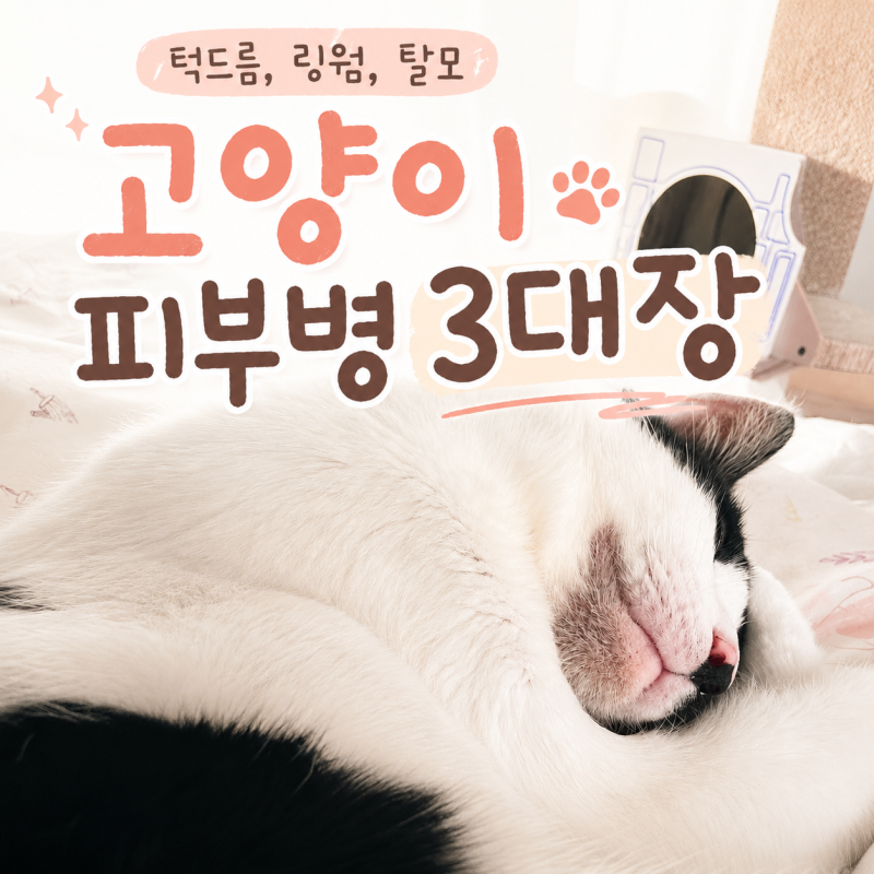 고양이 피부병 흔한 3가지: 턱드름, 링웜, 탈모