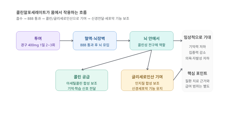 콜린알포세레이트(Choline Alfoscerate) / 글리아티린.치매.인지장애.알츠하이머