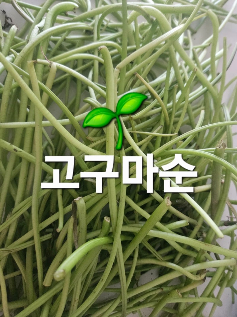 고구마순 레시피