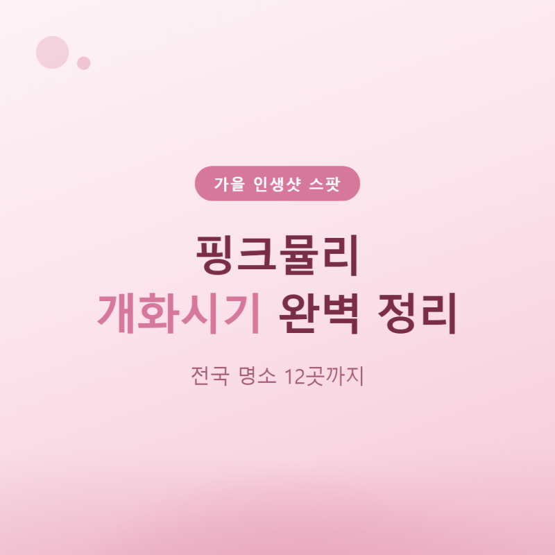 핑크뮬리 개화시기 완벽 정리, 전국 명소 12곳까지