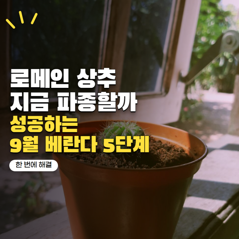 로메인 상추 키우기 지금 시작해도 될까? 9월 베란다 파종법 5단계