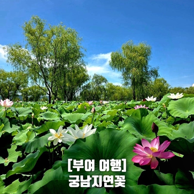 [부여 여행] 연꽃 실시간 축제 후 다녀온 궁남지 여름 산책 (도보 최단 주차장 / 소요시간)