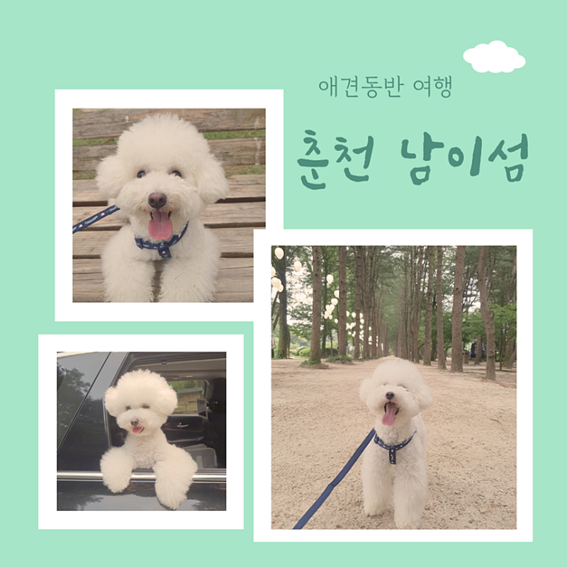 춘천 남이섬 입장권, 배시간표 애견동반 여행 가볼만한곳