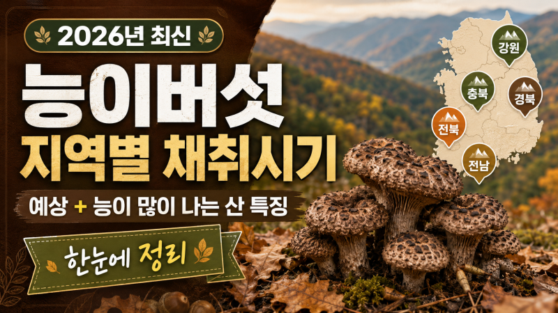 2026년 능이버섯 지역별 예상채취시기와 능이 많이 나는 산 특징