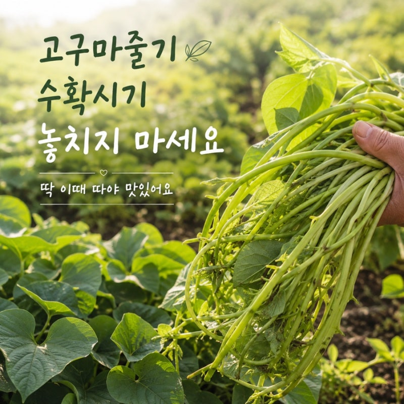 고구마줄기 수확시기 놓치지 마세요, 딱 이때 따야 맛있어요