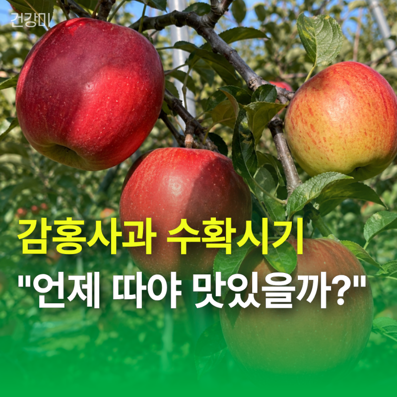 감홍사과 수확시기 "언제 따야 맛있을까?" 잘못 따면 맛 달라져요