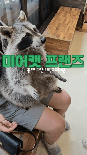 홍대 볼거리 미어캣프랜즈에서 여우, 라쿤, 바위너구리, 왈라비도 구경하장