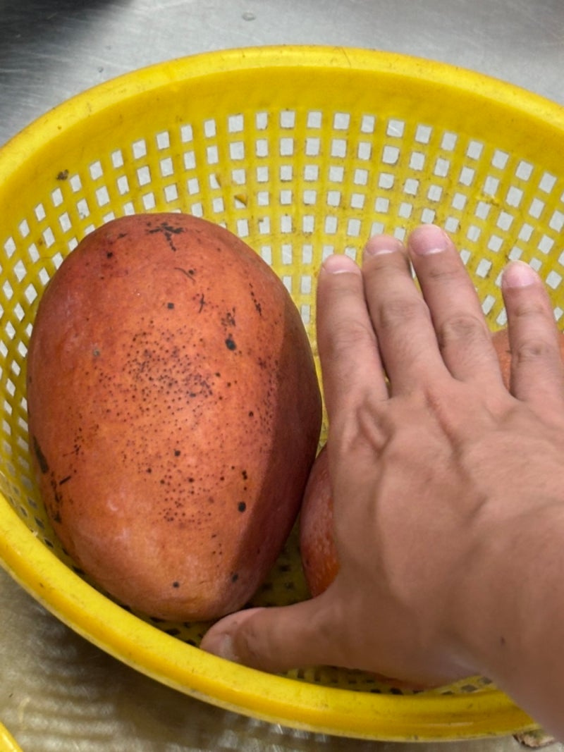[나트랑 65번 과일가게] 6명이 이틀 내내 먹은 가격 - 손바닥보다 큰 애플망고, 일반망고, 망고....