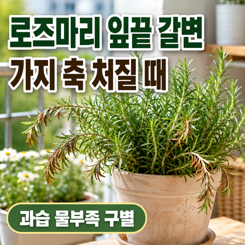 로즈마리 잎끝이 갈색으로 마르고 가지가 축 처질 때 환절기 과습과 물 부족 구별하는 법