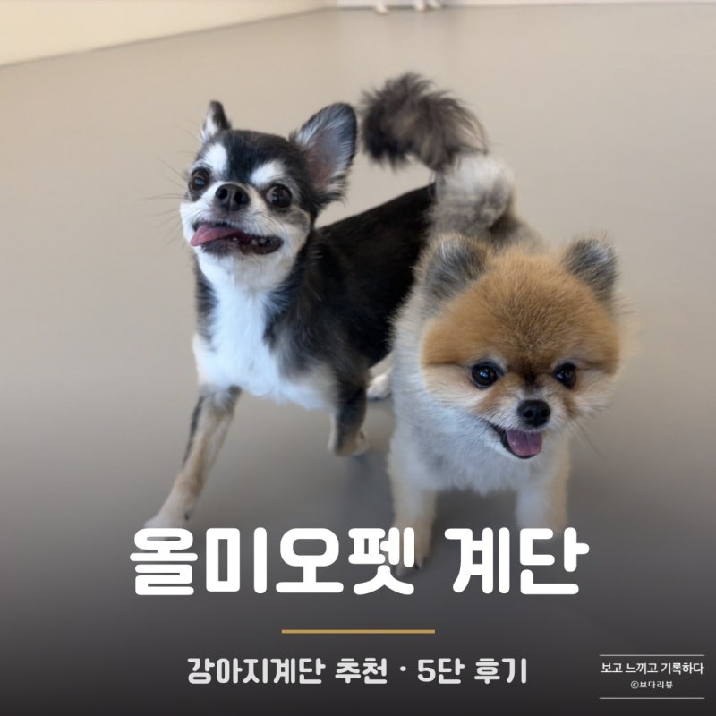 강아지 계단추천, 올미오펫 세이프레더 논슬립 5단 후기