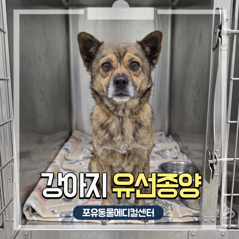 안산 24시 동물병원, 강아지 유선종양 수술 11살 믹스견의 조직검사 양성 판정 후기