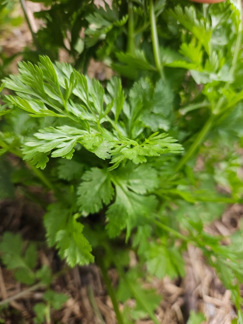 고수·코리앤더(Coriander)는 버릴 것이 없다 | 인도요리부터 동남아요리까지, 고수 한 포기의 ....