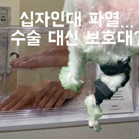 14살 노견말티즈 무릎보호대/슬개골수술대신선택/강아지무릎보호대가격