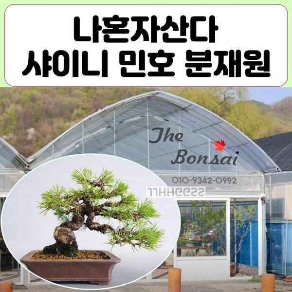 《我獨自生活》第663集：SHINee崔珉豪的盆栽園和盆栽課程地點在哪裡？