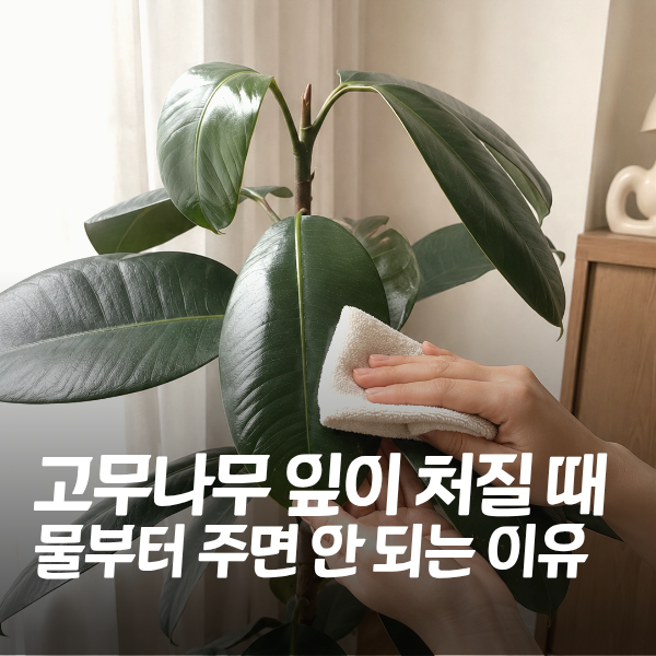 "고무나무 잎이 처질 때 물부터 주면 안 되는 이유" 인도고무나무 잎 처짐과 물주기