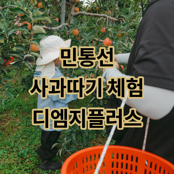 파주 사과따기 체험 추천｜6세 아이와 민통선 안 DMZ 농장 디엠지플러스 방문 후기
