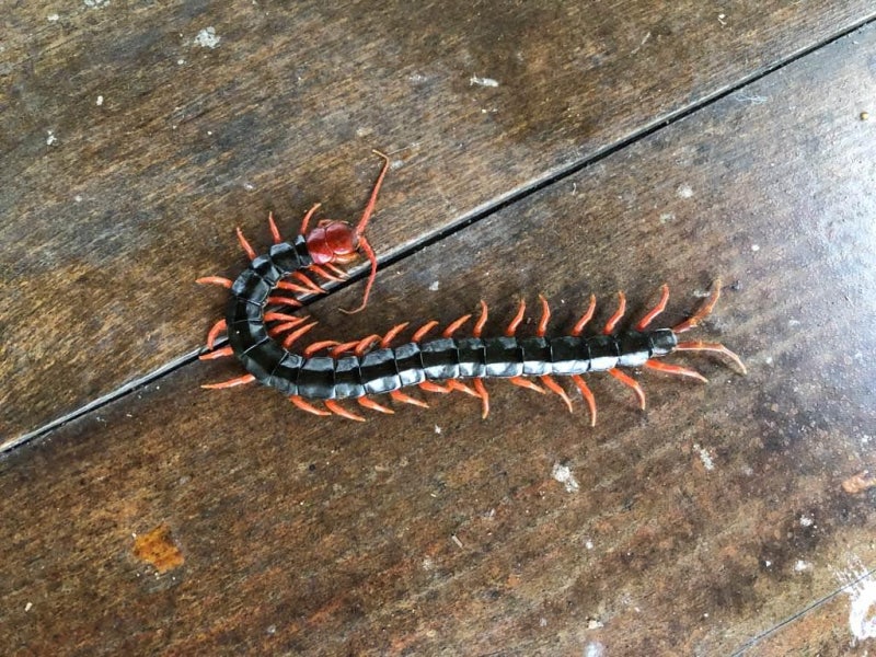 지네