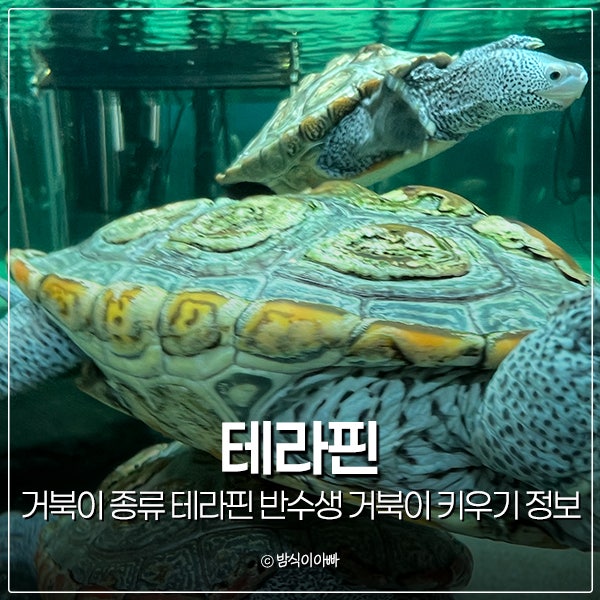 거북이 종류 테라핀 반수생 거북이 키우기 정보