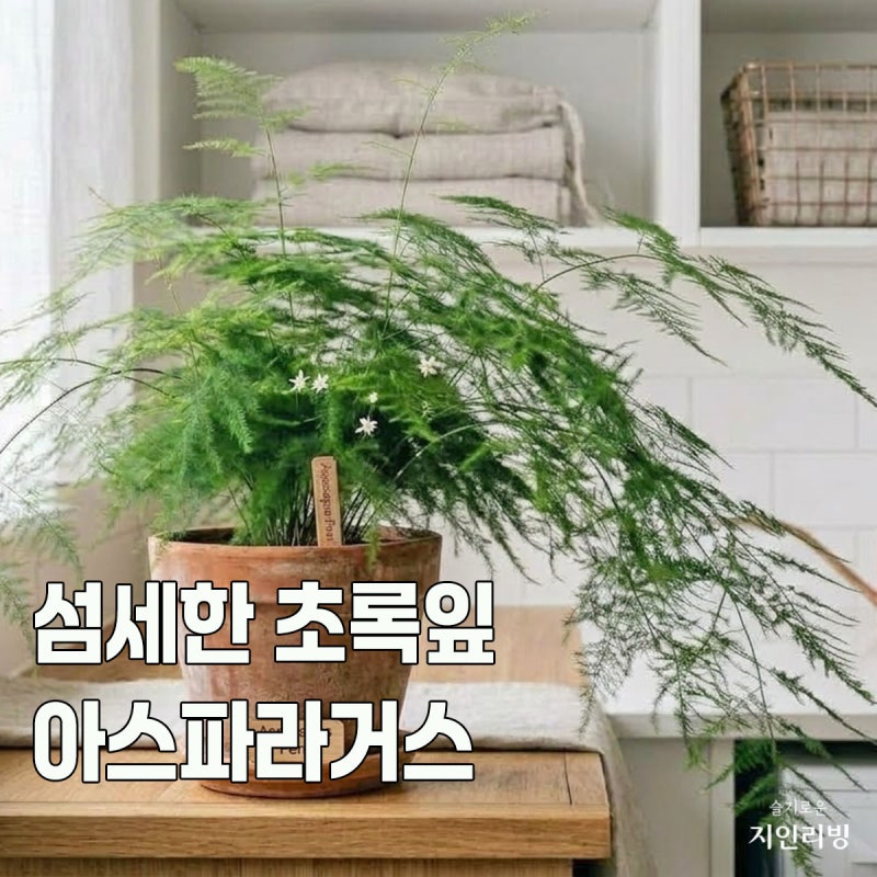 실내 관엽식물, 아스파라거스 모종 키우기 꽃말