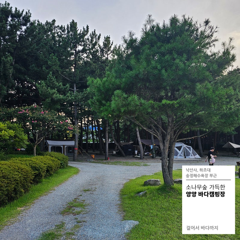양양 바다캠핑장 후기 (송전해수욕장 도보캠핑)