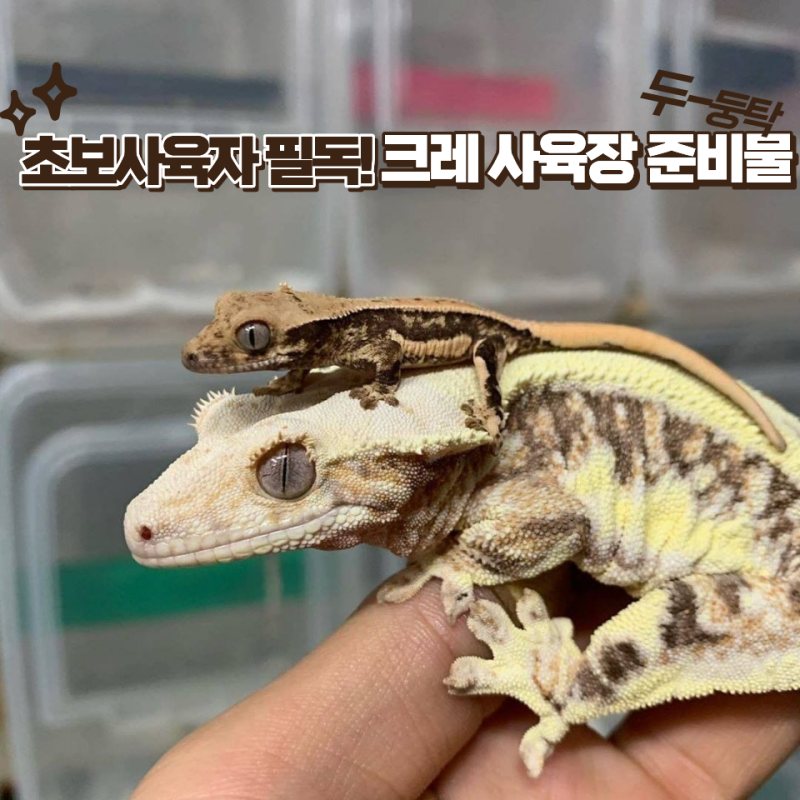 처음 크레를 데려온다면? 크레스티드게코 사육장 준비물 이렇게 골라보세요