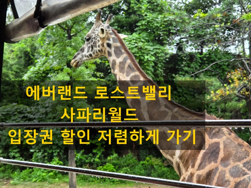 에버랜드 할인 저렴하게 가는 방법 로스트밸리 사파리월드 타이거밸리