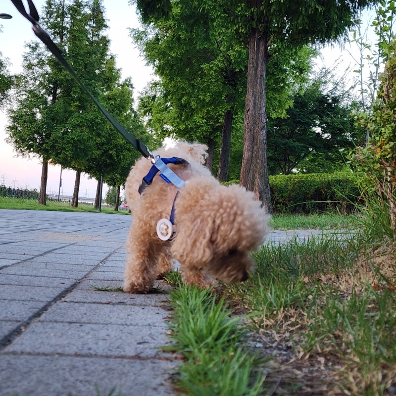 강아지 광견병 주사 주기 부작용 대처법