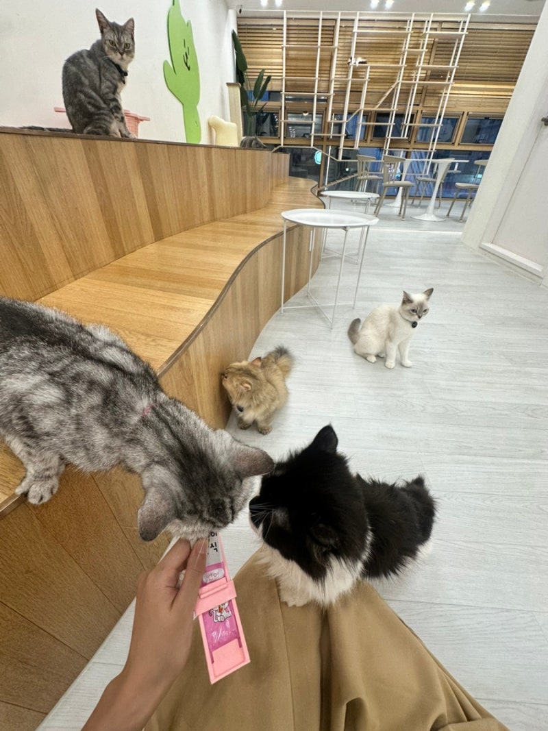 [대전카페] ‘캣플코지눅’ 대전 은행동 고양이 카페 • 대전 이색 데이트 리뷰