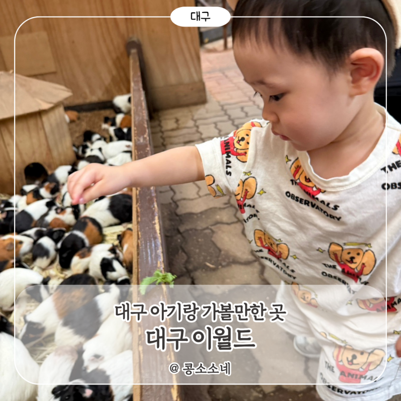 대구 돌아기랑 가볼만한 곳｜대구 이월드, 동물 먹이체험