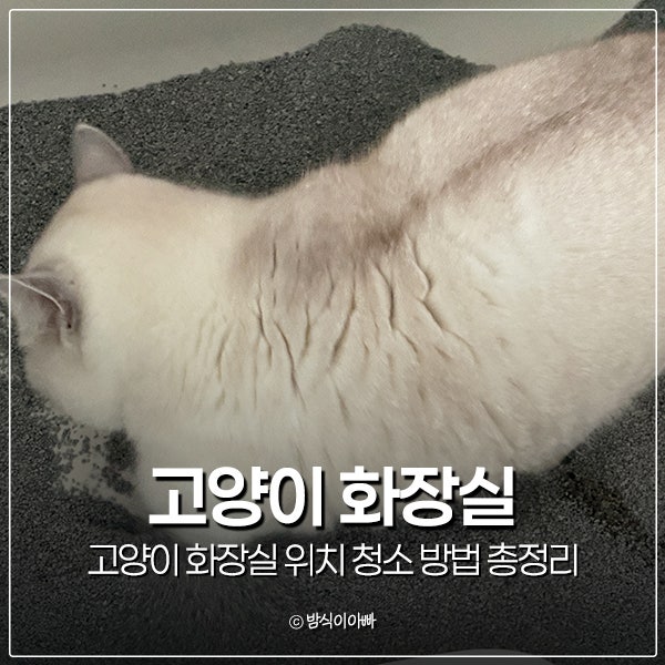 고양이 화장실 위치 청소 방법 총정리