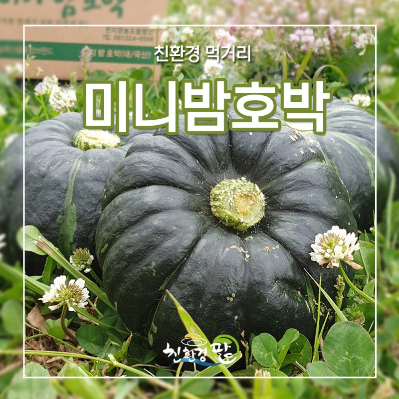 미니밤호박 제철, 미니밤호박 요리 및 찌는법, 미니밤호박 칼로리, 미니밤호박 효능