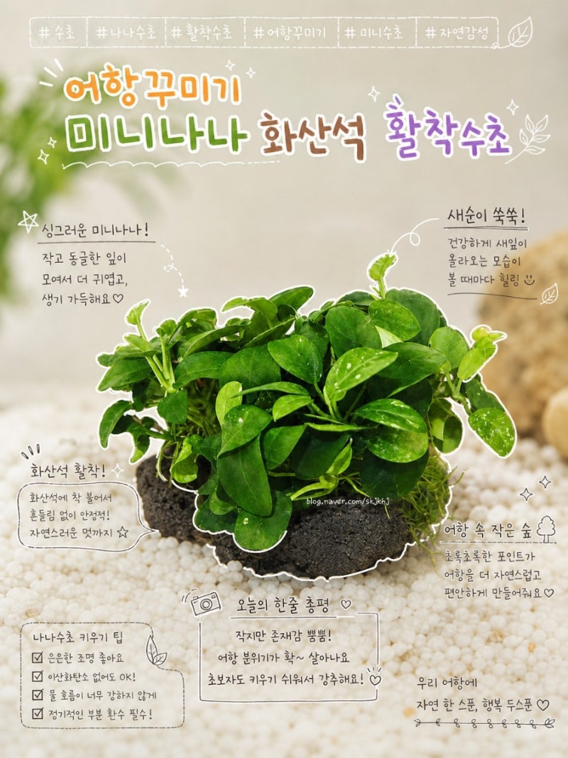 구피 어항꾸미기 미니나나수초 화산석 활착수초