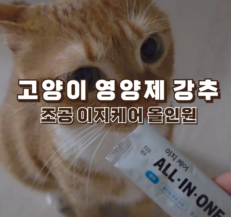 고양이 영양제 조공 이지케어 올인원 츄르 고양이 츄르 추천 솔직후기