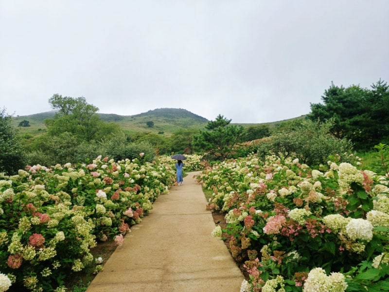 합천 가볼만한곳 황매산 수국정원/합천 꽃명소 수국길, 황매산군립공원