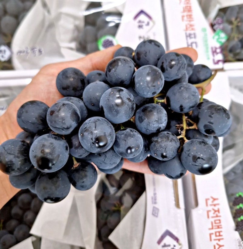 머루포도 3kg 5~8송이 경북 영천[무료배송]