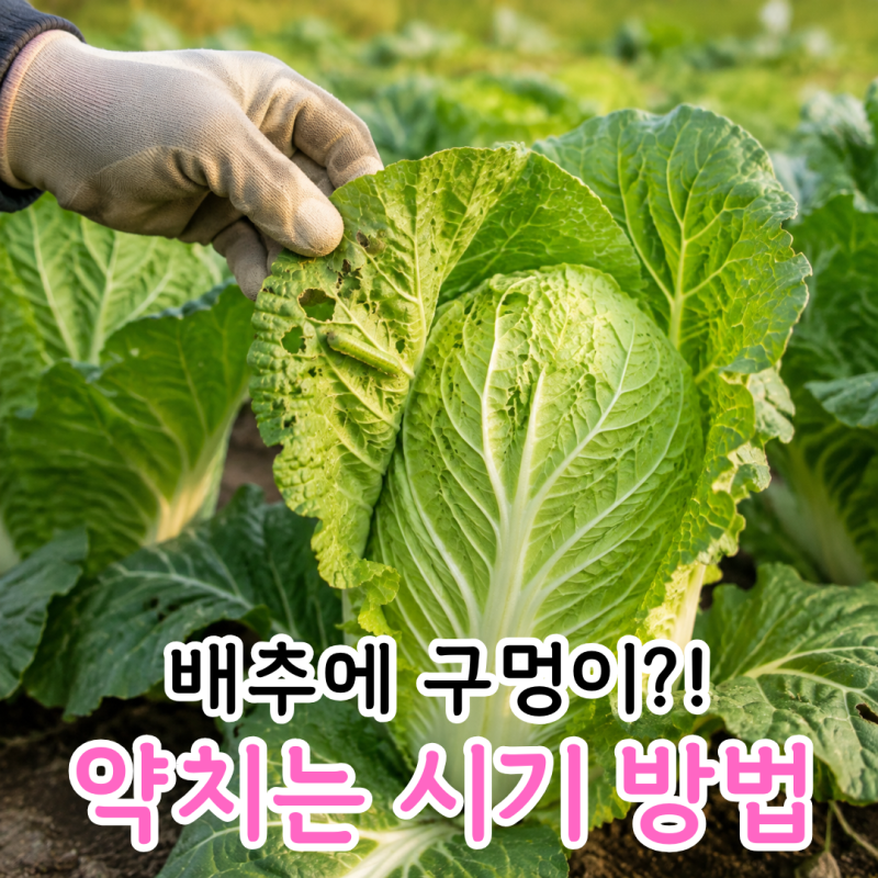김장배추 벌레 생기는 이유 약 치는 시기와 관리방법