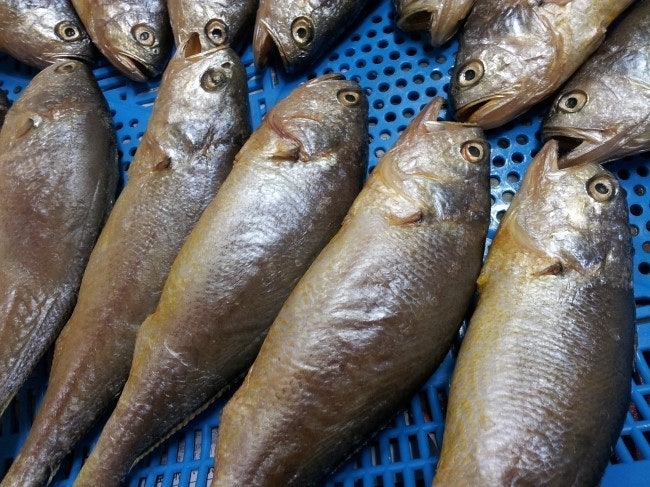 조기 반건조하는 법, 선풍기로 7~8시간 말려 2마리씩 냉동 보관했어요