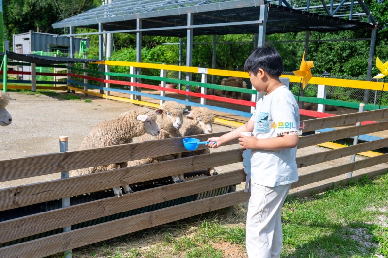 Pyeongchang Attractions for Kids During Chuseok Holiday: Daegwallyeong Pure Sheep Farm