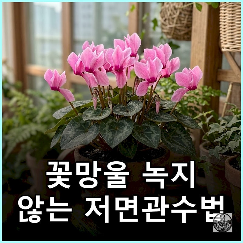 "꽃망울에 물 닿으면 녹아요" 시클라멘 저면관수와 꽃대 정리법