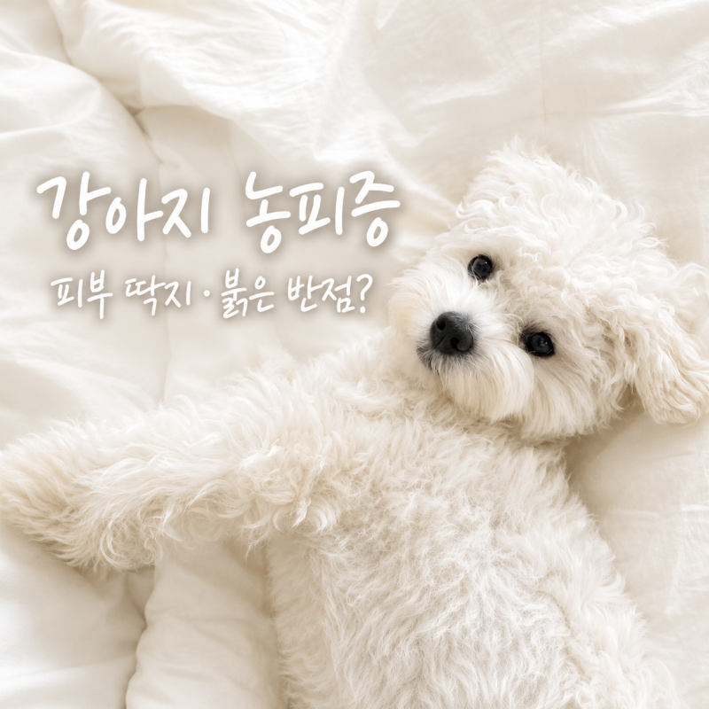 강아지 농피증 원인 증상, 피부 딱지 뾰루지 붉은 반점 보이면 이것부터