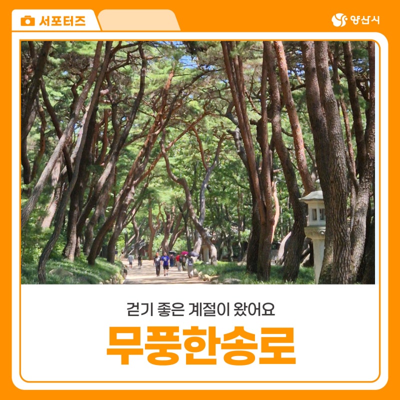 양산 통도사 무풍한송로 부모님과 걷기 좋은 여름 소나무 숲길