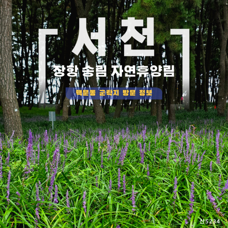 장항 여행 추천｜송림 자연휴양림 맥문동부터 서해 갯벌·스카이워크·송림동화