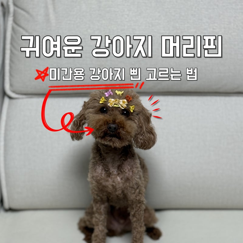 귀여운 강아지 머리핀 미간용 강아지 삔 고르는 법