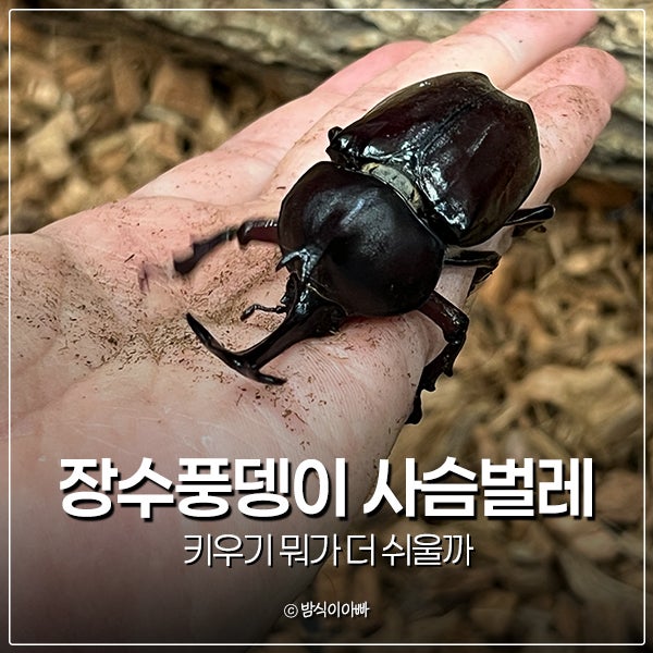 장수풍뎅이 사슴벌레 키우기 뭐가 더 쉬울까