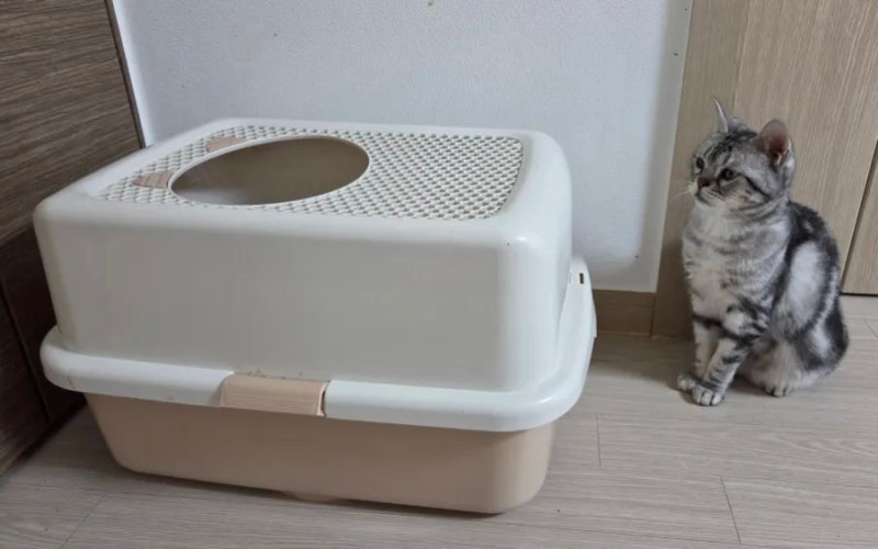 고양이 모래 교체 시기 화장실 청소 방법